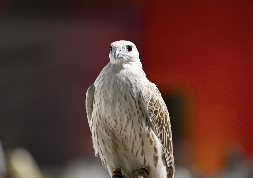 Abu Dhabi Falconers Club to host competitions for all age groups at Masters Games 2026
